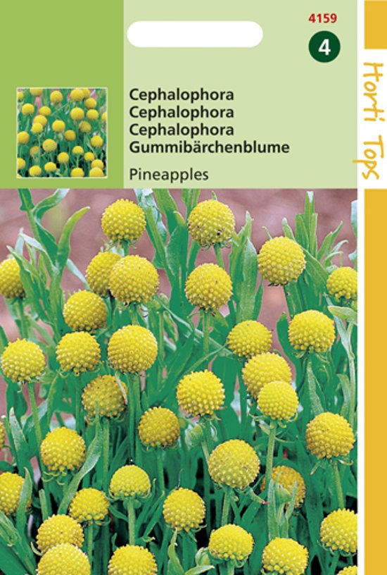 Pineapple flower (Helenium aromaticum) 300 seeds HT